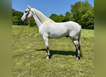 Kentucky Mountain Saddle Horse, Ruin, 7 Jaar, 157 cm, Schimmel