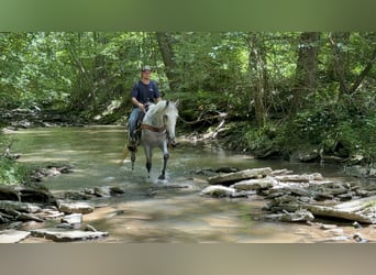 Kentucky Mountain Saddle Horse, Ruin, 7 Jaar, 157 cm, Schimmel