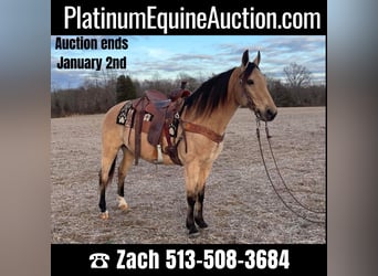 Kentucky Mountain Saddle Horse, Ruin, 8 Jaar, 152 cm, Buckskin
