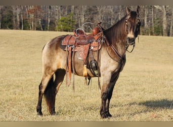 Kentucky Mountain Saddle Horse, Ruin, 8 Jaar, 152 cm, Buckskin