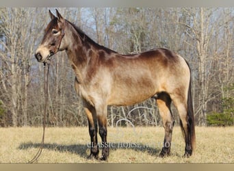 Kentucky Mountain Saddle Horse, Ruin, 8 Jaar, 152 cm, Buckskin