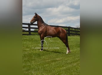 Kentucky Mountain Saddle Horse, Ruin, 8 Jaar, 152 cm, Roodbruin