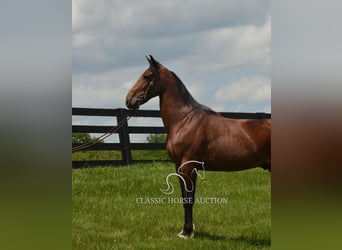Kentucky Mountain Saddle Horse, Ruin, 8 Jaar, 152 cm, Roodbruin