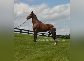 Kentucky Mountain Saddle Horse, Ruin, 8 Jaar, 152 cm, Roodbruin