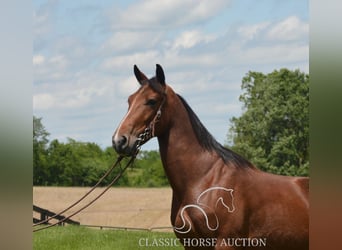 Kentucky Mountain Saddle Horse, Ruin, 8 Jaar, 152 cm, Roodbruin