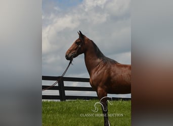Kentucky Mountain Saddle Horse, Ruin, 8 Jaar, 152 cm, Roodbruin