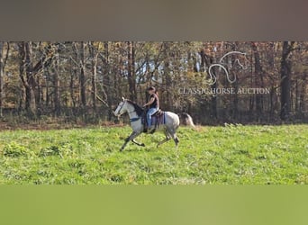 Kentucky Mountain Saddle Horse, Ruin, 8 Jaar, 152 cm, Schimmel