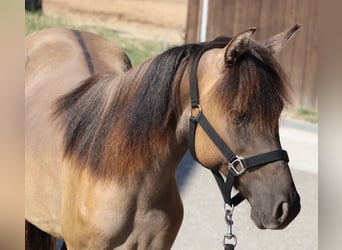 Kentucky Mountain Saddle Horse, Stallion, 1 year, 14.2 hh, Grullo