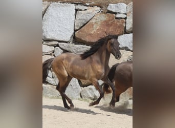 Kentucky Mountain Saddle Horse, Stallion, 1 year, 14.2 hh, Grullo