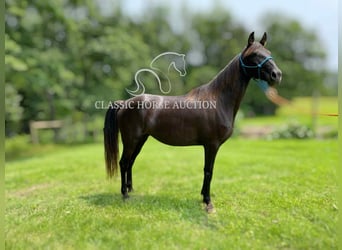 Kentucky Mountain Saddle Horse, Stute, 10 Jahre, 152 cm, Rappe