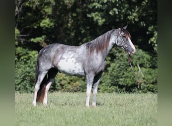 Kentucky Mountain Saddle Horse, Stute, 12 Jahre, 152 cm, Roan-Blue