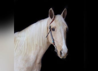 Kentucky Mountain Saddle Horse, Stute, 14 Jahre, Palomino