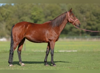 Kentucky Mountain Saddle Horse, Stute, 15 Jahre, 155 cm, Brauner