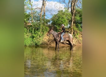Kentucky Mountain Saddle Horse, Stute, 4 Jahre, 142 cm, Roan-Blue