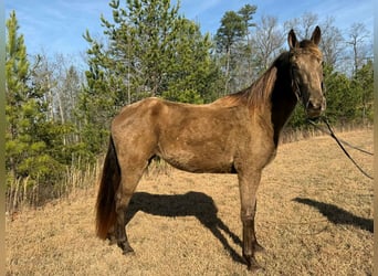 Kentucky Mountain Saddle Horse, Stute, 4 Jahre, 152 cm, Rotbrauner