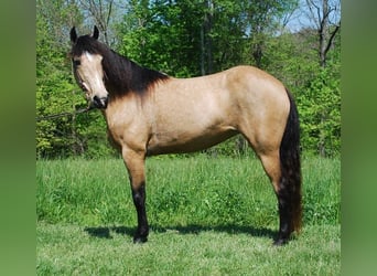 Kentucky Mountain Saddle Horse, Stute, 5 Jahre, 142 cm, Buckskin
