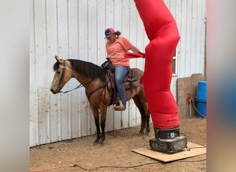 Kentucky Mountain Saddle Horse, Stute, 5 Jahre, 142 cm, Buckskin