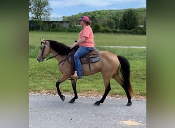 Kentucky Mountain Saddle Horse, Stute, 5 Jahre, 142 cm, Buckskin