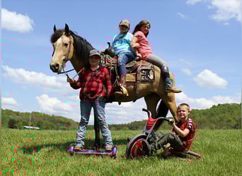 Kentucky Mountain Saddle Horse, Stute, 5 Jahre, 142 cm, Buckskin