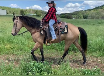 Kentucky Mountain Saddle Horse, Stute, 5 Jahre, 142 cm, Buckskin