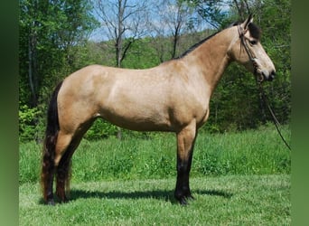 Kentucky Mountain Saddle Horse, Stute, 5 Jahre, 142 cm, Buckskin