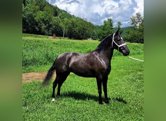 Kentucky Mountain Saddle Horse, Stute, 7 Jahre, 150 cm, Schimmel