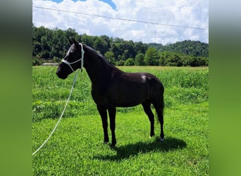 Kentucky Mountain Saddle Horse, Stute, 8 Jahre, 150 cm, Schimmel