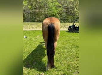 Kentucky Mountain Saddle Horse, Stute, 9 Jahre, 152 cm, Buckskin