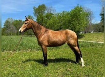 Kentucky Mountain Saddle Horse, Stute, 9 Jahre, 152 cm, Buckskin