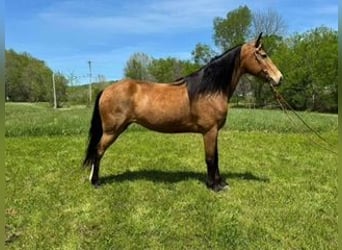Kentucky Mountain Saddle Horse, Stute, 9 Jahre, 152 cm, Buckskin