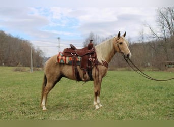 Kentucky Mountain Saddle Horse, Valack, 10 år, 137 cm, Palomino