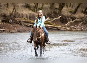 Kentucky Mountain Saddle Horse, Valack, 10 år, Brun