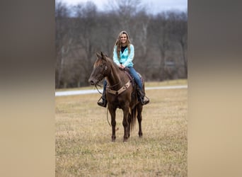 Kentucky Mountain Saddle Horse, Valack, 10 år, Brun
