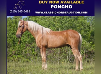 Kentucky Mountain Saddle Horse, Valack, 11 år, 142 cm, Palomino