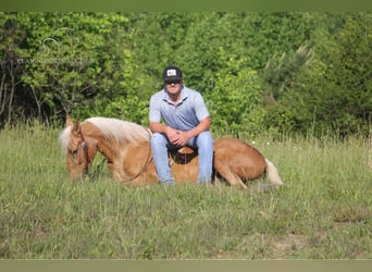 Kentucky Mountain Saddle Horse, Valack, 11 år, 142 cm, Palomino