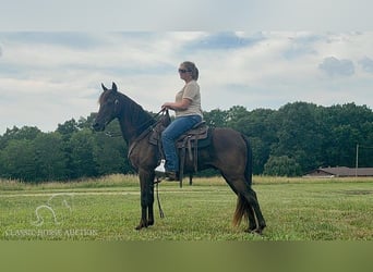 Kentucky Mountain Saddle Horse, Valack, 11 år, 142 cm, Svart