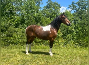 Kentucky Mountain Saddle Horse, Valack, 11 år, 152 cm, Brun