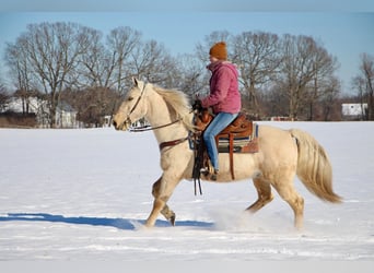 Kentucky Mountain Saddle Horse, Valack, 11 år, 155 cm, Palomino