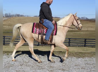 Kentucky Mountain Saddle Horse, Valack, 11 år, 157 cm, Palomino