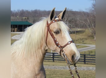 Kentucky Mountain Saddle Horse, Valack, 11 år, 157 cm, Palomino