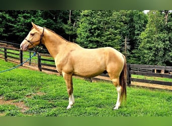 Kentucky Mountain Saddle Horse, Valack, 12 år, 142 cm, Champagne