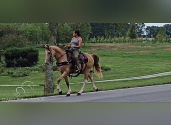 Kentucky Mountain Saddle Horse, Valack, 12 år, 142 cm, Champagne