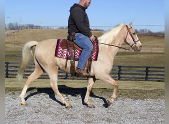 Kentucky Mountain Saddle Horse, Valack, 12 år, 157 cm, Palomino