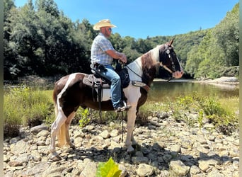 Kentucky Mountain Saddle Horse, Valack, 13 år, 152 cm, Tobiano-skäck-alla-färger