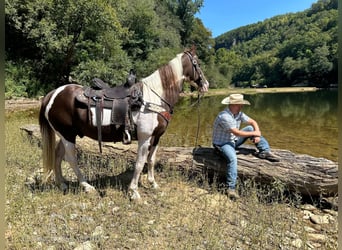 Kentucky Mountain Saddle Horse, Valack, 13 år, 152 cm, Tobiano-skäck-alla-färger