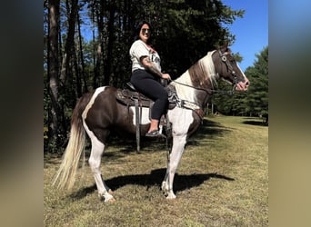 Kentucky Mountain Saddle Horse, Valack, 13 år, 152 cm, Tobiano-skäck-alla-färger