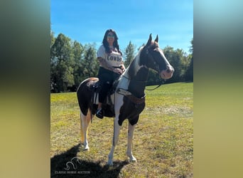 Kentucky Mountain Saddle Horse, Valack, 13 år, 152 cm, Tobiano-skäck-alla-färger