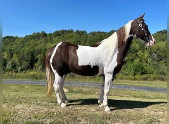 Kentucky Mountain Saddle Horse, Valack, 13 år, 152 cm, Tobiano-skäck-alla-färger