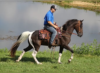 Kentucky Mountain Saddle Horse, Valack, 14 år, 152 cm, Tobiano-skäck-alla-färger