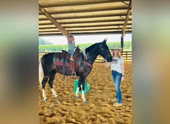 Kentucky Mountain Saddle Horse, Valack, 2 år, 152 cm, Tobiano-skäck-alla-färger